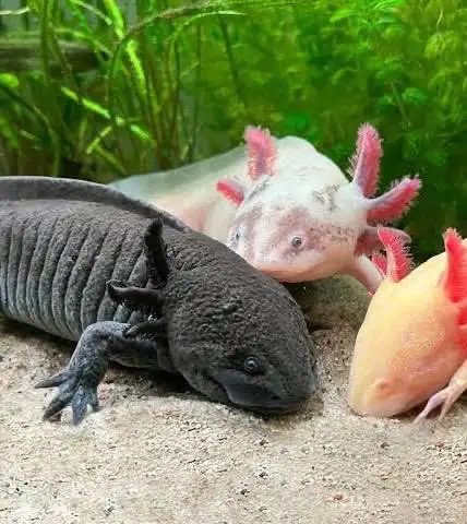 Axollotl tweet media