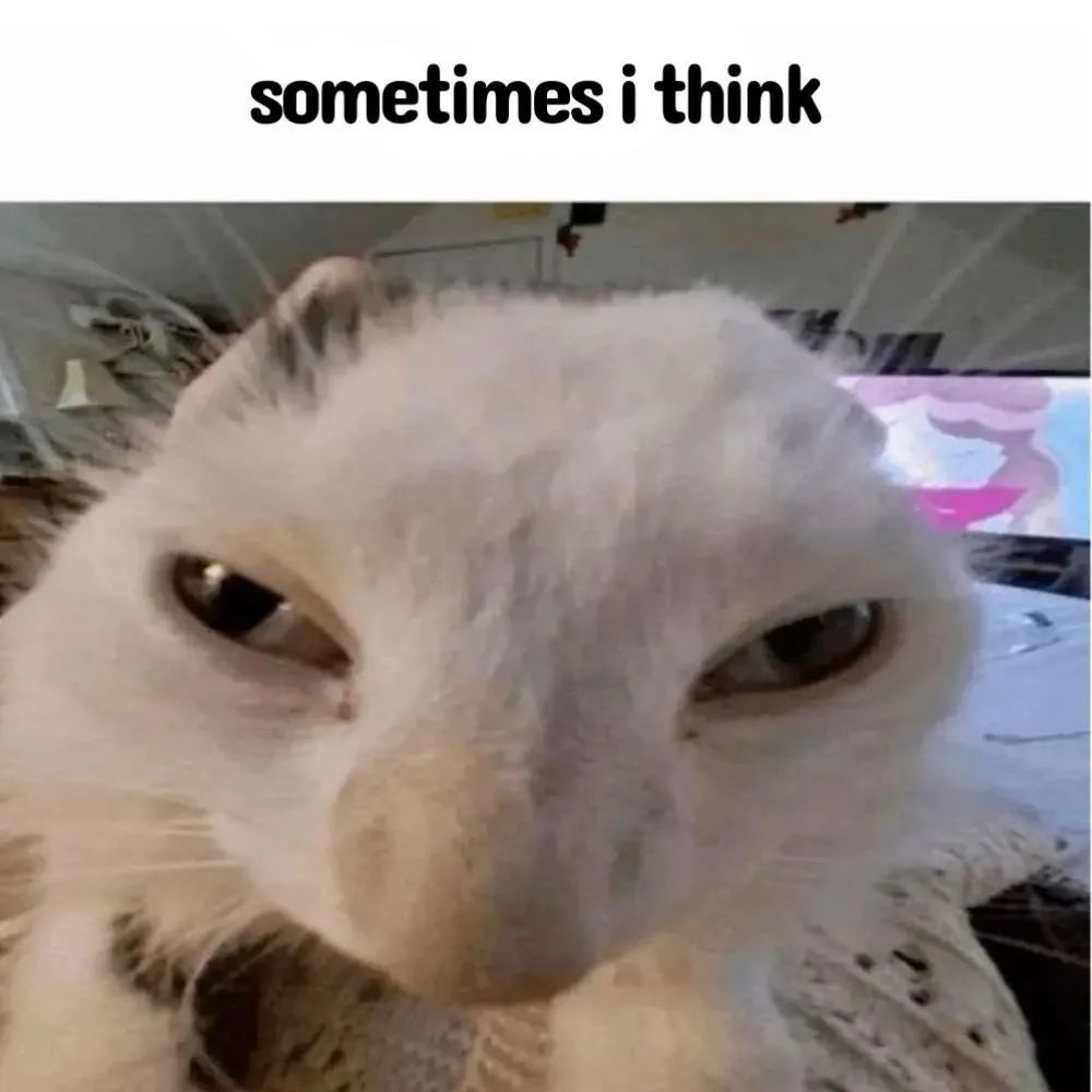 Cool Cat Society tweet media