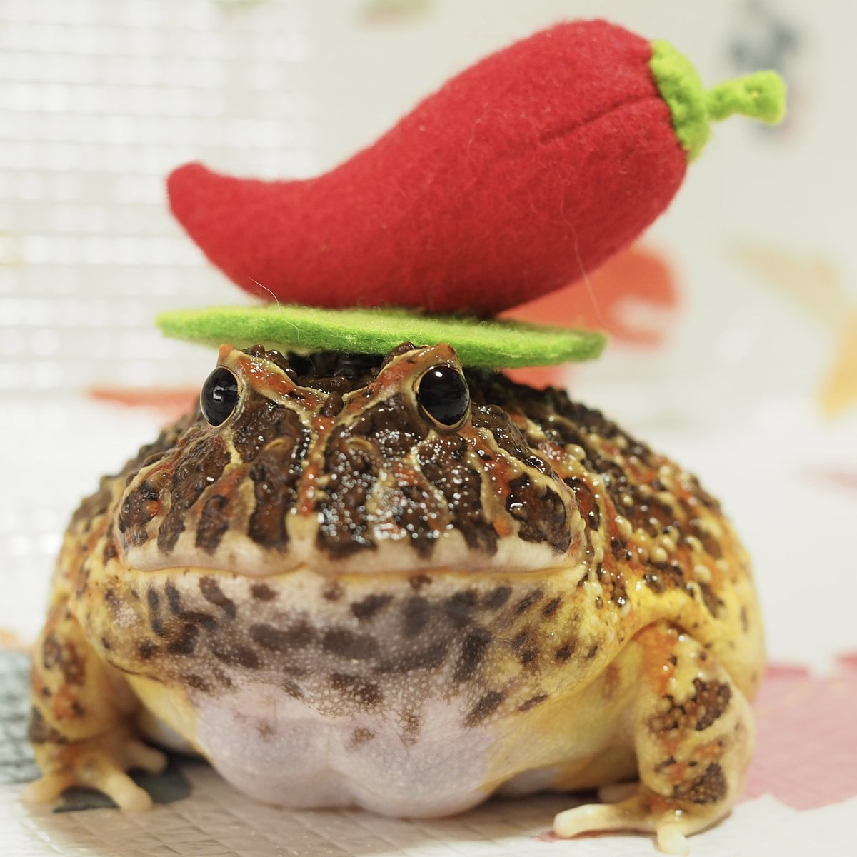 むそう🐸 tweet media
