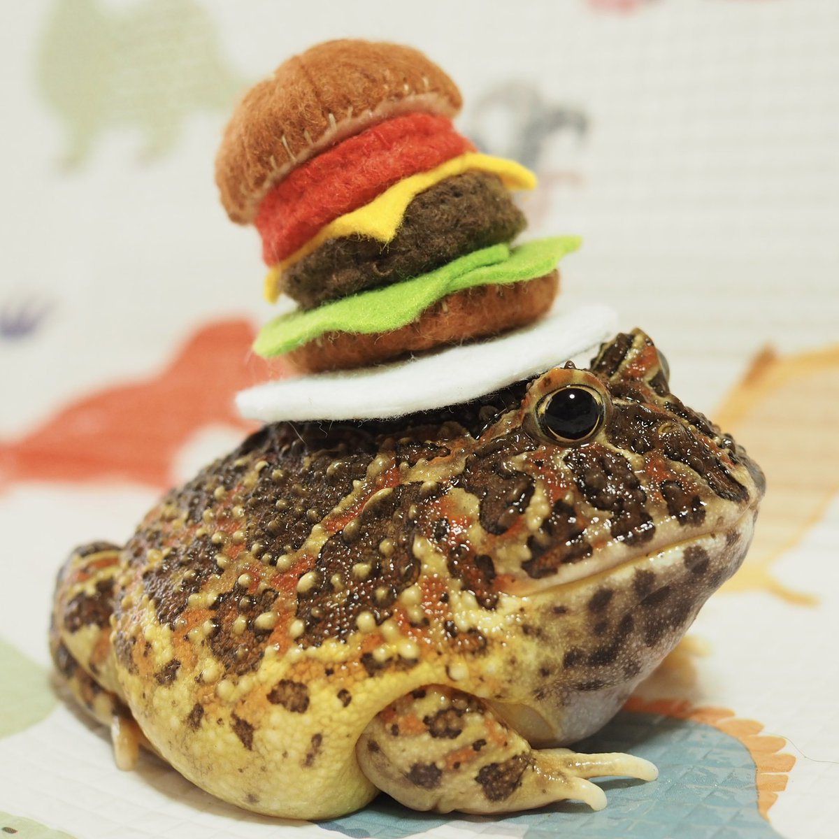 むそう🐸 tweet media