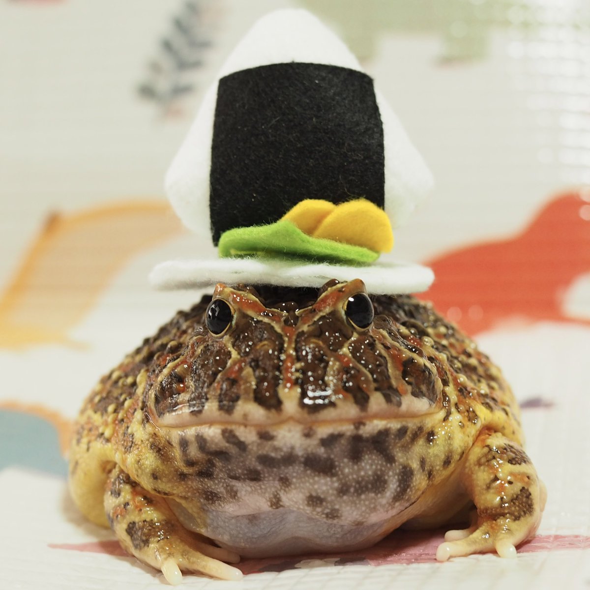 むそう🐸 tweet media