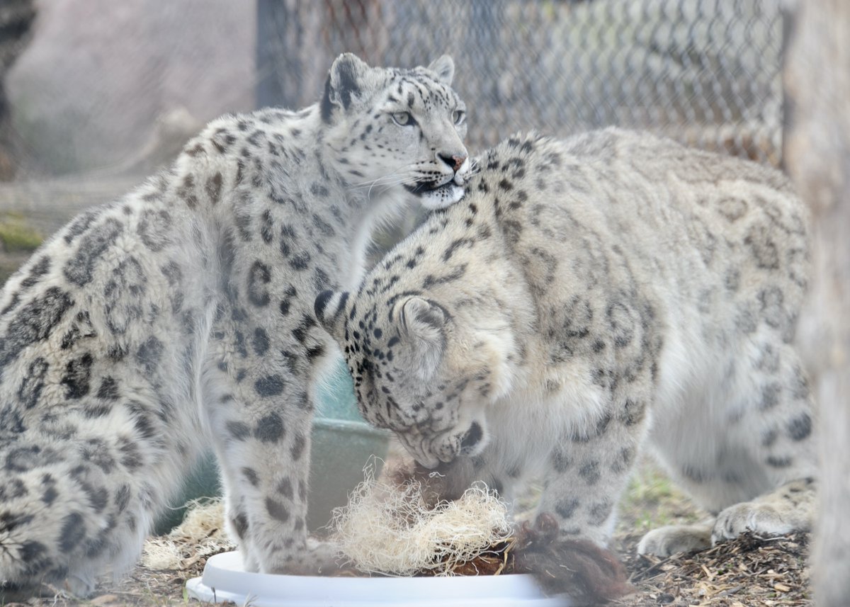 cliche_mist's tweet image. Kita and Arka, the prequel 
#Caturday #SnowLeopard #NikonD700 #NikonPhotography