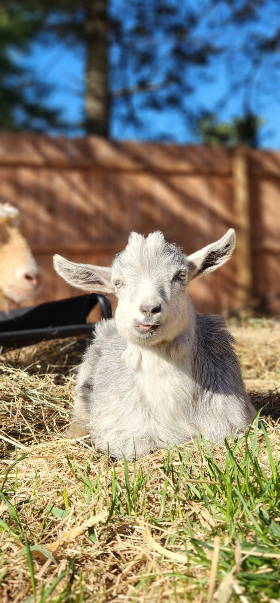 🐐Winston🌈Thatcher🌈Domino, Walnut, Jasper🐐 tweet media