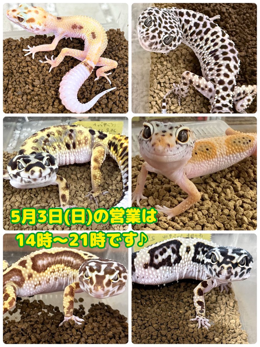 アクアショップMQ🐢4/25.26🎉ジャパンレプタイルズショーin東京出展✨ tweet media