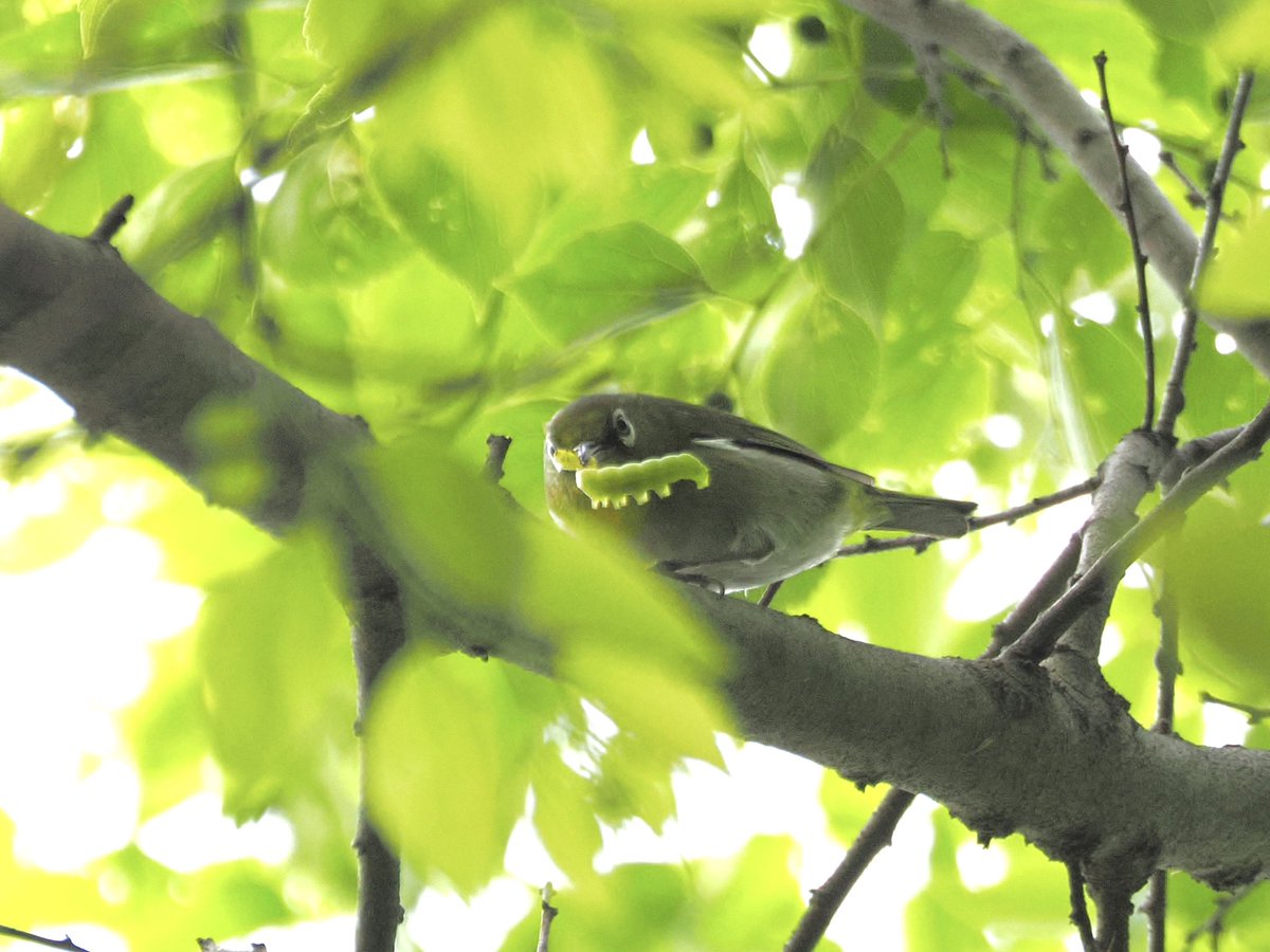 tostomo's tweet photo. 大物ゲット
#メジロ
#om1-markⅡ
#mzuiko100400mmf5063is
#om_photo
#om写真投稿
#om野鳥写真
#birders_gallery
#birds
#bird-gram
#birdphotography
#野鳥 
#ISO1600
#0ev
#f6.3
#1/1000s https://t.co/aRaLYhgcmZ