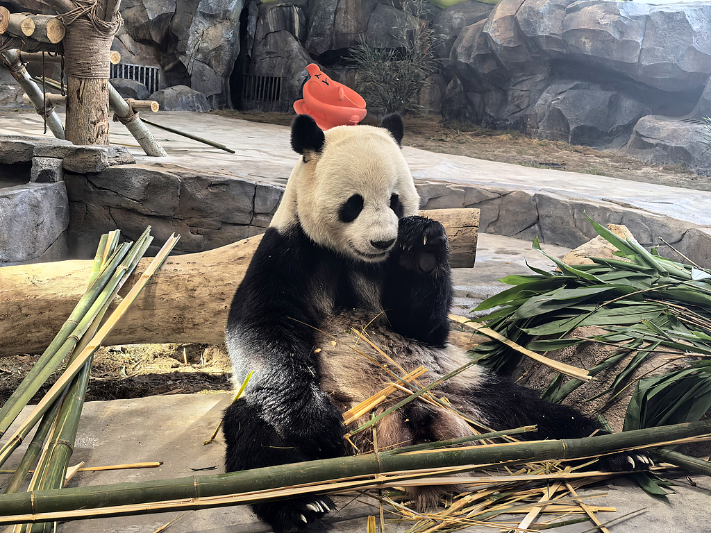 ScoprireXJ's tweet image. Il #panda gigante De Rui si sta godendo la sua nuova casa nel parco acquatico di Urumqi, nello #Xinjiang.🐼✨ #XinjiangDinamico