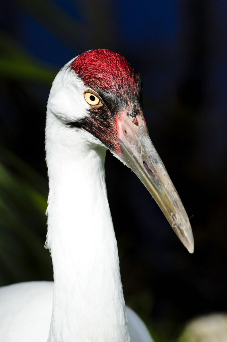 Crane 🇺🇸 tweet media