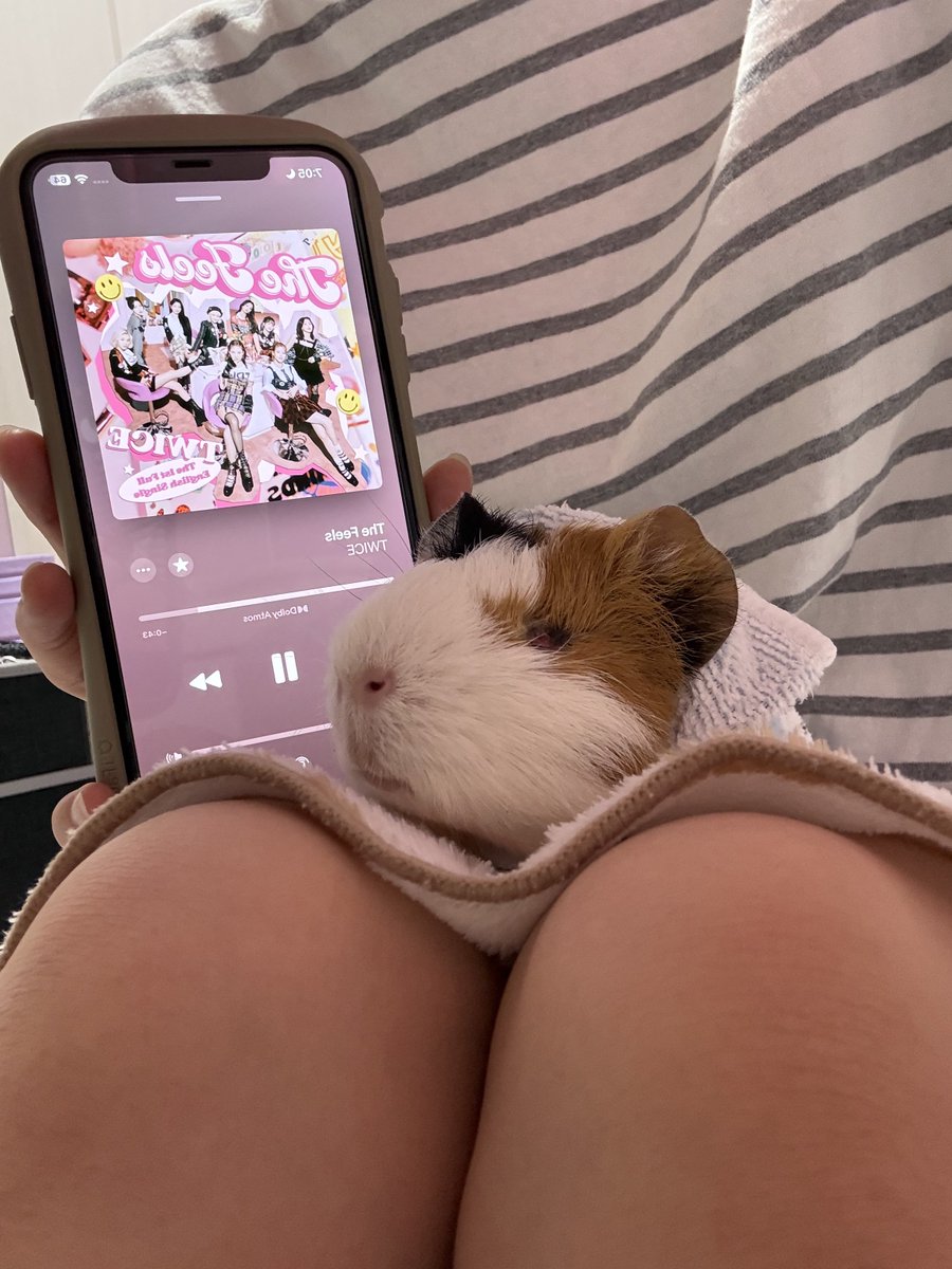 オコチヤンカイヌシ tweet media
