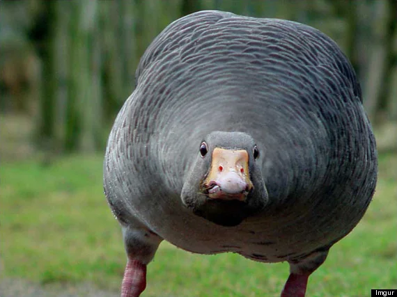 goosewin tweet media