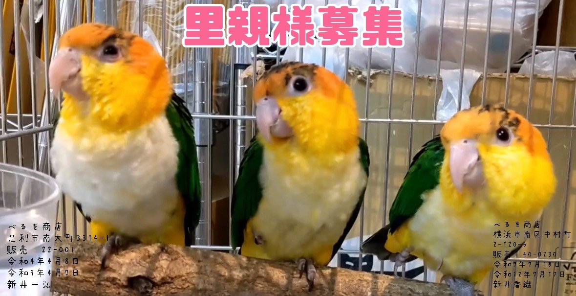 べるを商店🐥 tweet media