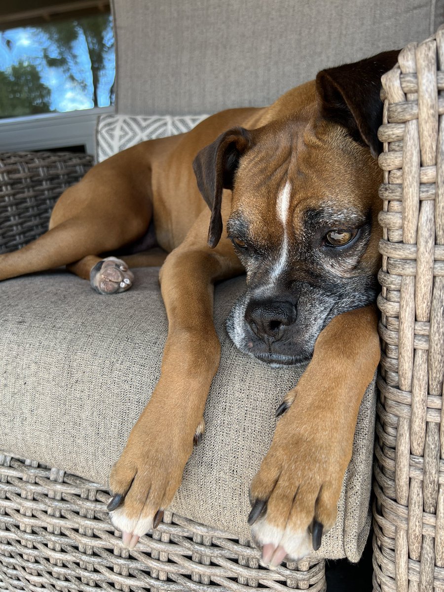 brianmc_arch's tweet photo. Cousins went home todayβ¦.dad and i did our regular walk and now Iβm catching up on snoozes!
#QueenRubyMae https://t.co/mS630Hk4X4