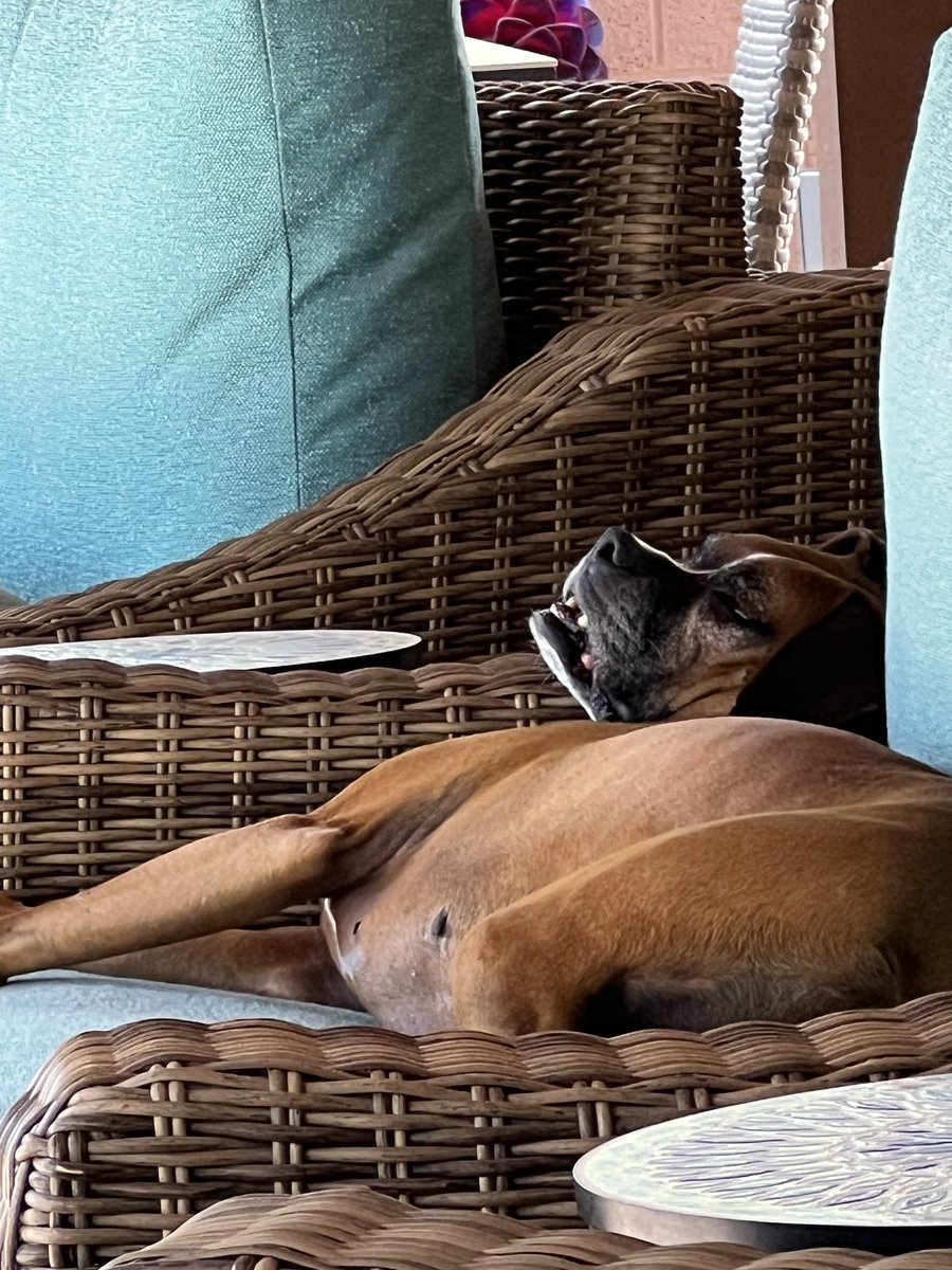brianmc_arch's tweet photo. Cousins went home todayβ¦.dad and i did our regular walk and now Iβm catching up on snoozes!
#QueenRubyMae https://t.co/mS630Hk4X4