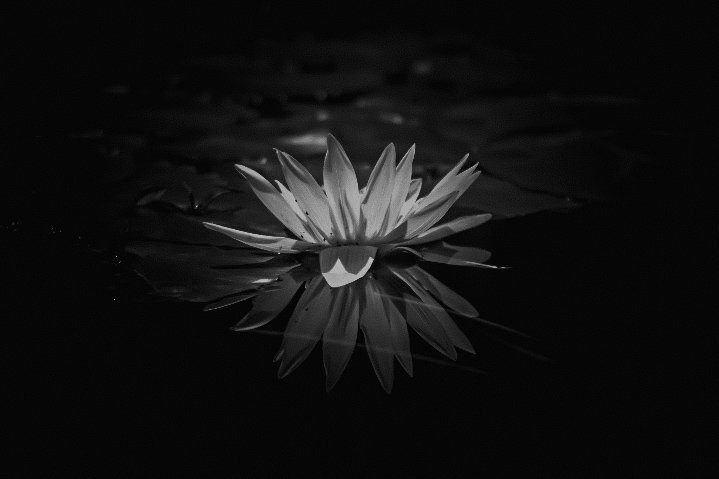 photo_nyahataki's tweet image. #モノクロ 
#monochrome