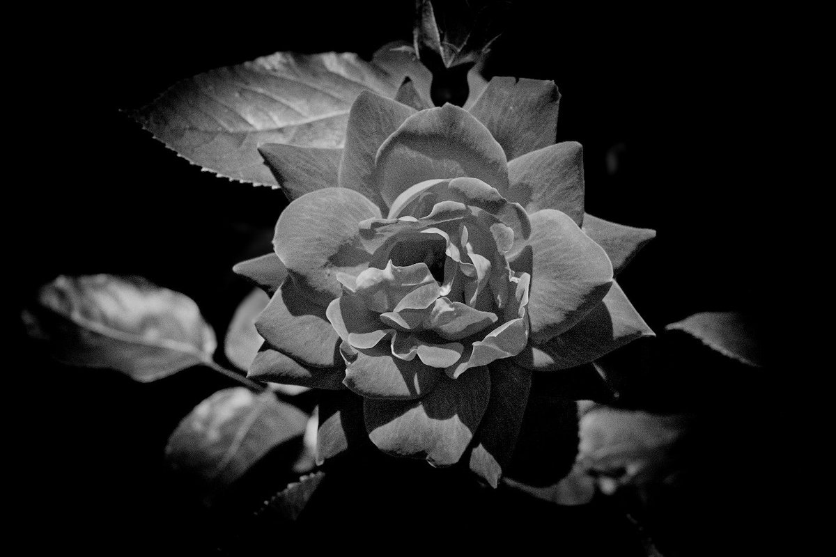 photo_nyahataki's tweet image. #モノクロ 
#monochrome