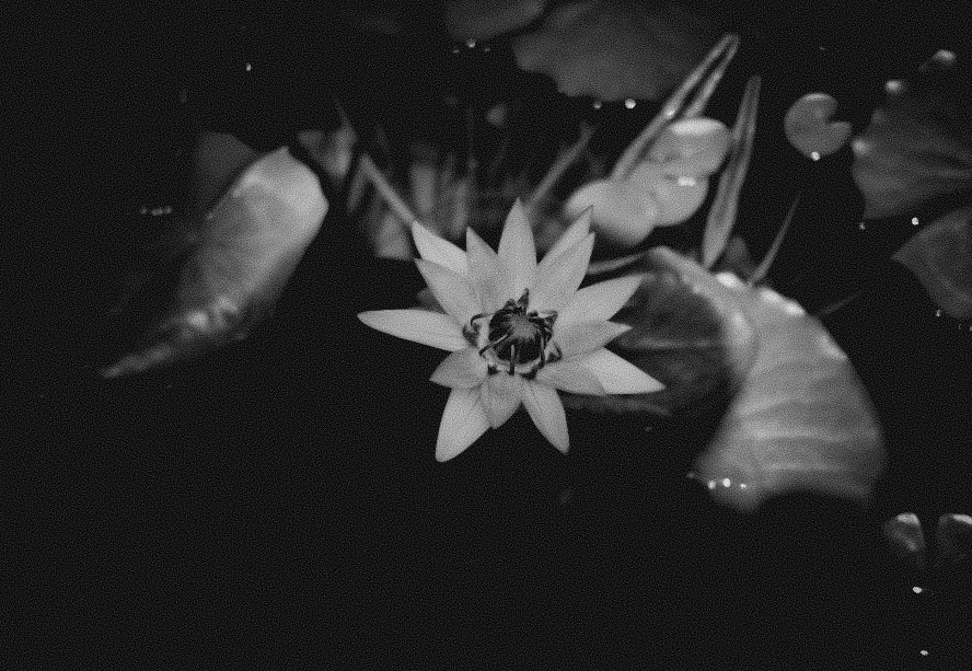 photo_nyahataki's tweet image. #モノクロ 
#monochrome