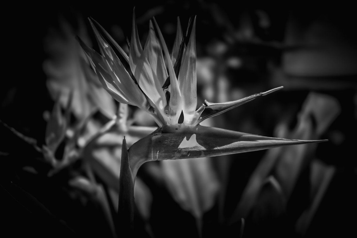 photo_nyahataki's tweet image. #モノクロ 
#monochrome