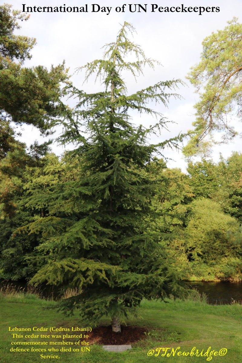 TTNewbridge's tweet photo. Today 29th May is the
International Day of UN Peacekeepers

This Lebanon Cedar (Cedrus Libanii) tree was planted in the #LiffeyLinearPark to commemorate &amp; honour the memory of members of Irish @defenceforces who have lost their lives in the cause of peace while on #UN service. https://t.co/yP9iCwHzQp