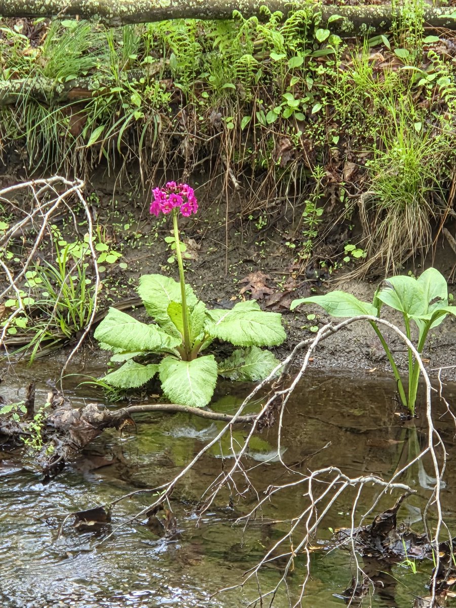 My4EverWorld's tweet image. Wild beauty ♥️😌🌱
#nature #spring #relax