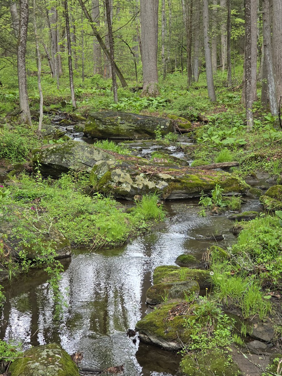 My4EverWorld's tweet image. Wild beauty ♥️😌🌱
#nature #spring #relax