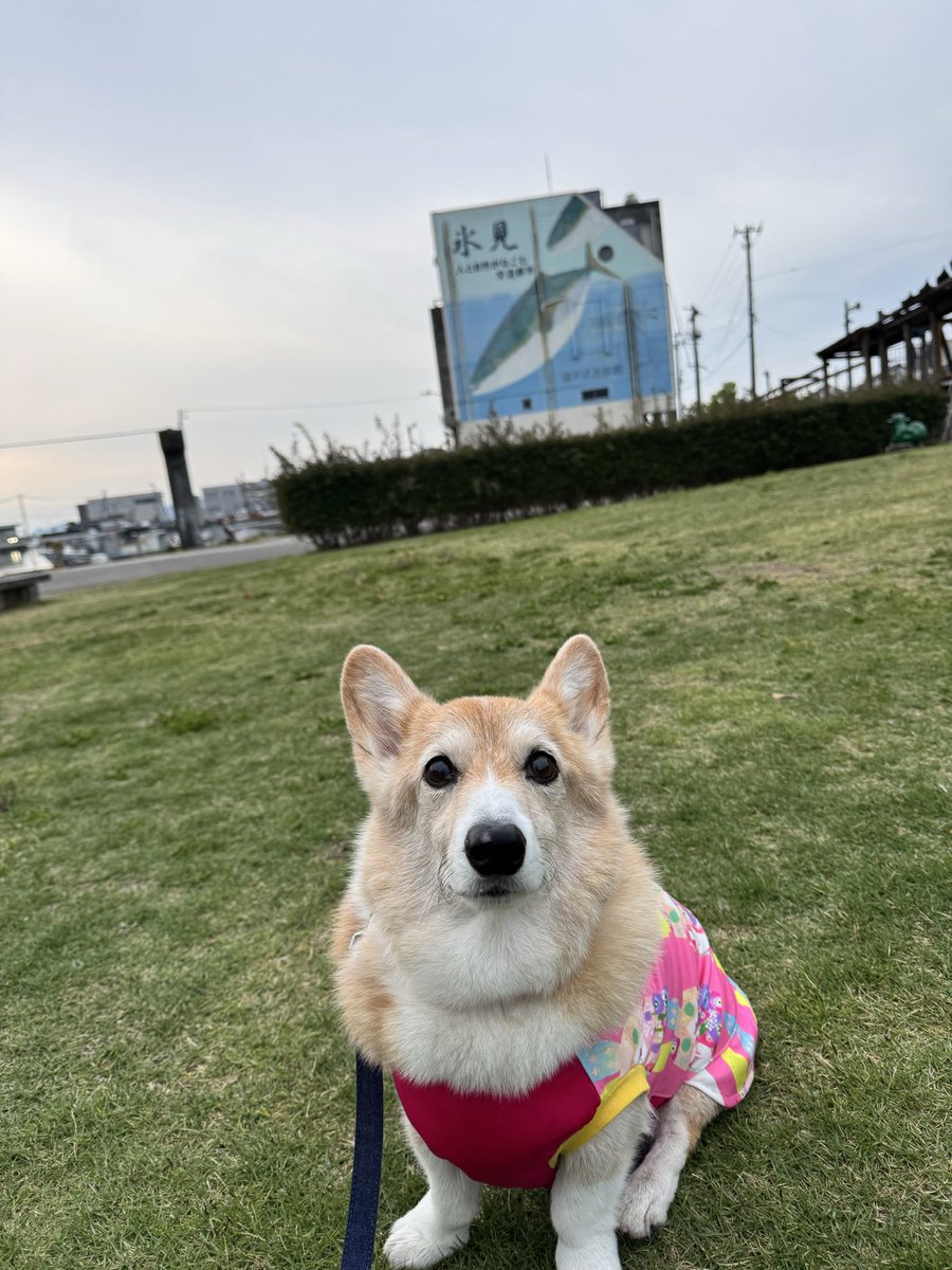 ばんこ tweet media