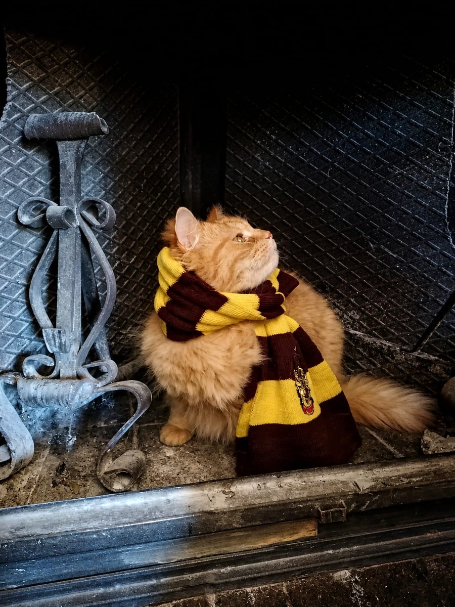Virginia1926416's tweet image. Ho visto molti post a tema Harry Potter, poi ho visto la sciarpa sulla scrivania, poi è arrivato il gatto... Il resto della storia potete immaginarla 😻😲 #harrypotter #pottermore #harrypotterfandom #harrypottermovie  #harrypottercosplay #followme 
gofund.me/23cdaf81c