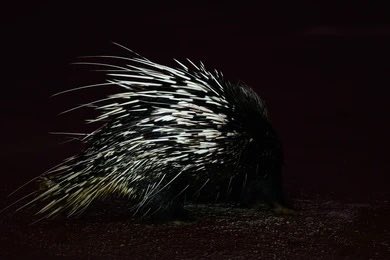 Porcupine tweet media
