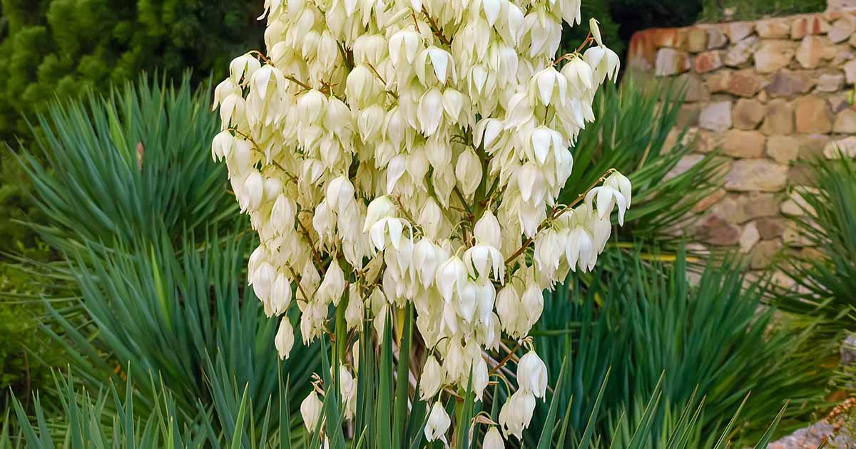 Gardeners_Path_'s tweet image. How to Divide and Transplant Yucca Offshoot Pups - Yuccas are gorgeous flowering succulents and the offshoots they produce are easily propagated for new plants. Learn how to separate and repot them now on Gardener's Path. #gardeningtips #yucca #gardening gardenerspath.com/plants/succule…
