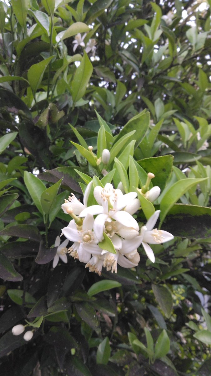 ガーデニング🏵️ヒデ 🏡花と樹木が大好き🪴庭を楽しく🏘️🌳 tweet media