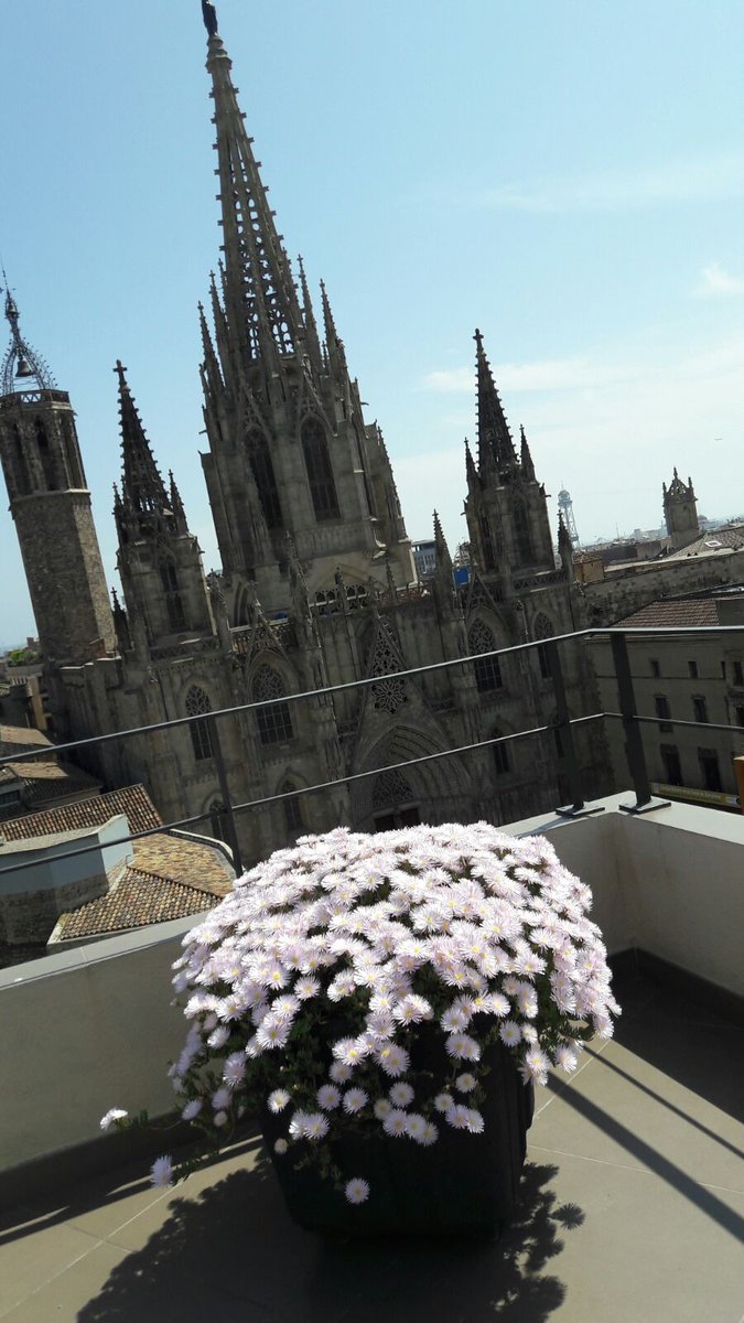 bluebird00010's tweet photo. Terrace view
Me: one foot in the sun like a charging solar panel
Pink flowers thriving more than me 🌸
Geese on the streets: acting like they run #Barcelona
I’m just a guest here apparently 😂
#gooseboss #oldtownbarcelona #barcelonalife #BarcelonaVibes https://t.co/GkQzGYgiMa