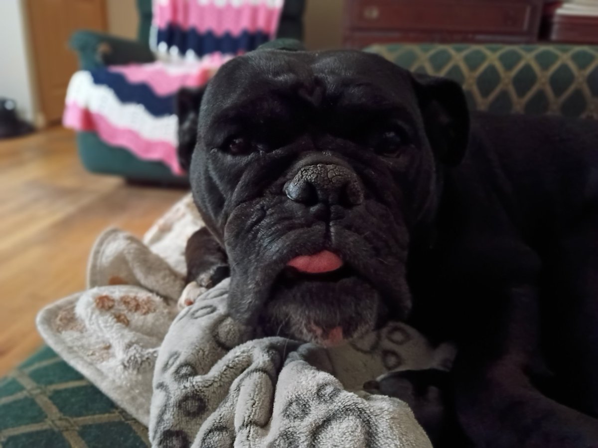 Matthew65413855's tweet image. #bulldog #dog #dogs #photography hazelnut