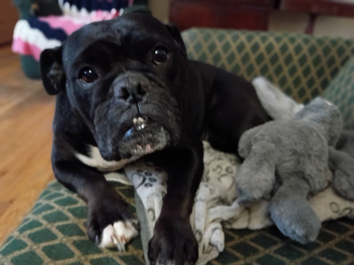 Matthew65413855's tweet image. #bulldog #dog #dogs #photography hazelnut