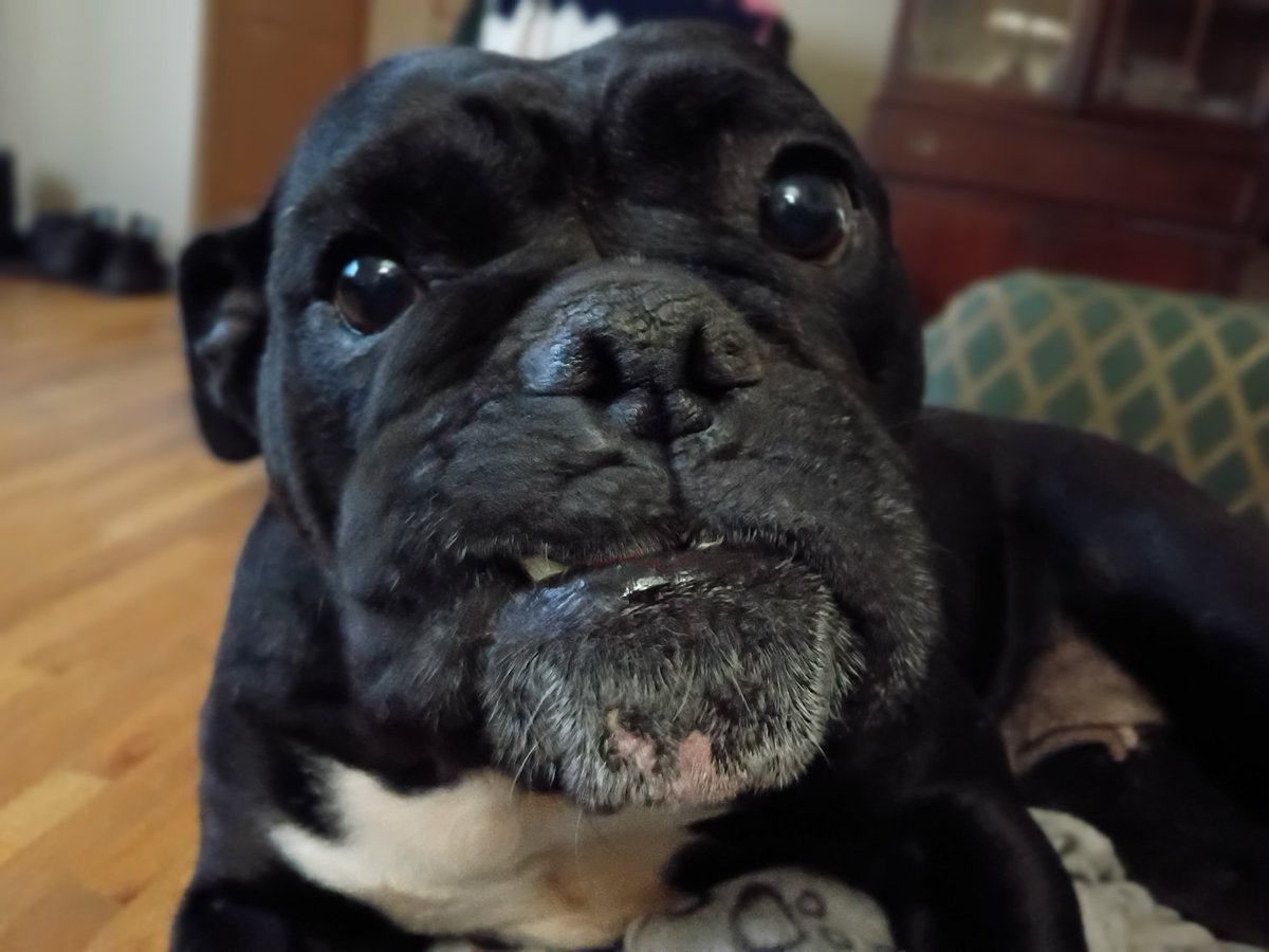 Matthew65413855's tweet image. #bulldog #dog #dogs #photography hazelnut