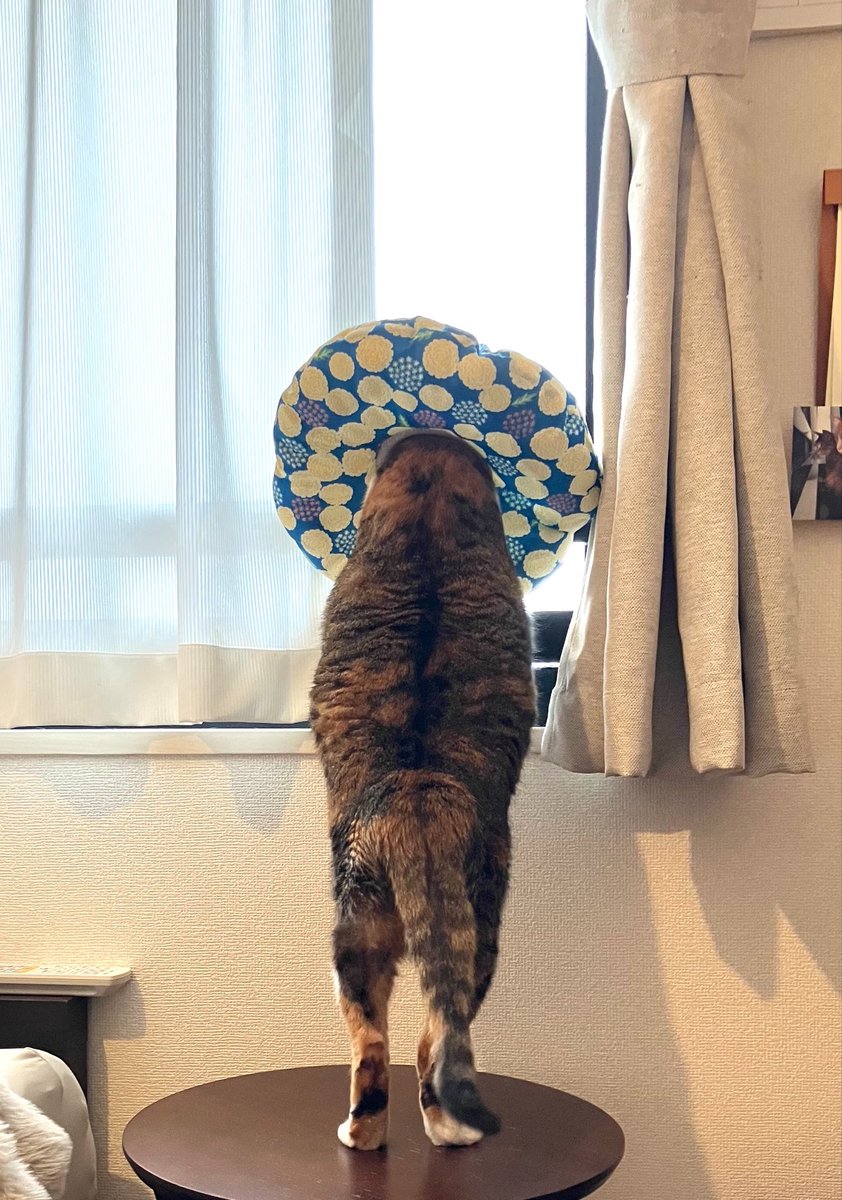 まりん🍋 tweet media