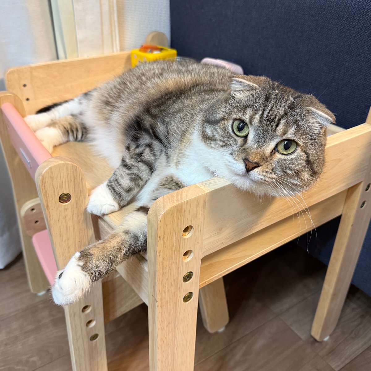 ねこぞー (@nekozo_cat) / Highlights / X