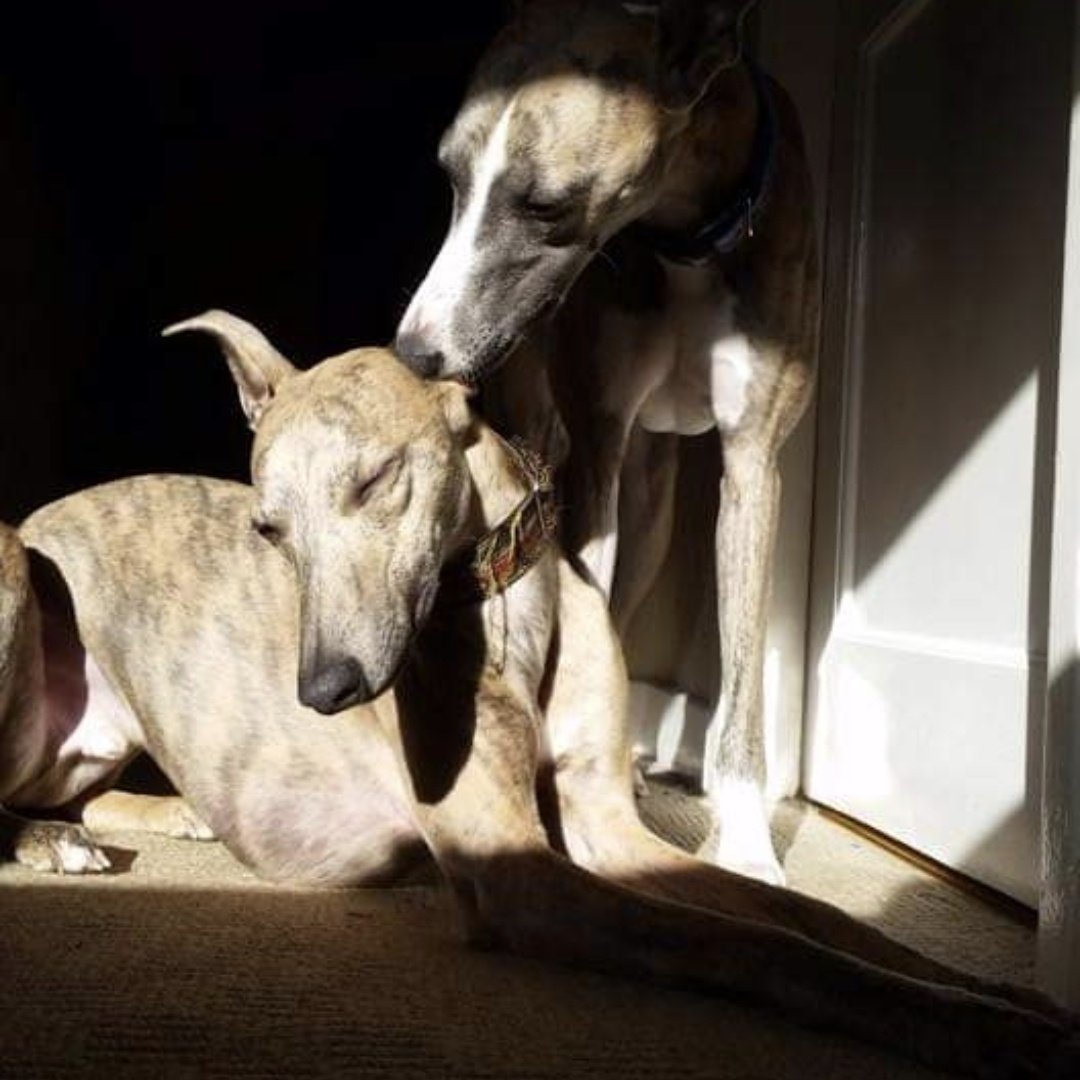 TraMaDoll15's tweet image. #Dogs #Whippets my beautiful hounds ❤️❤️❤️