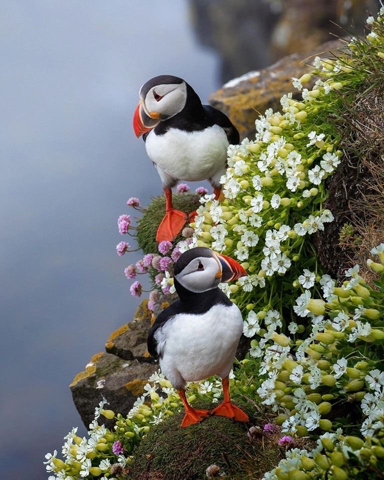 Puffin tweet media