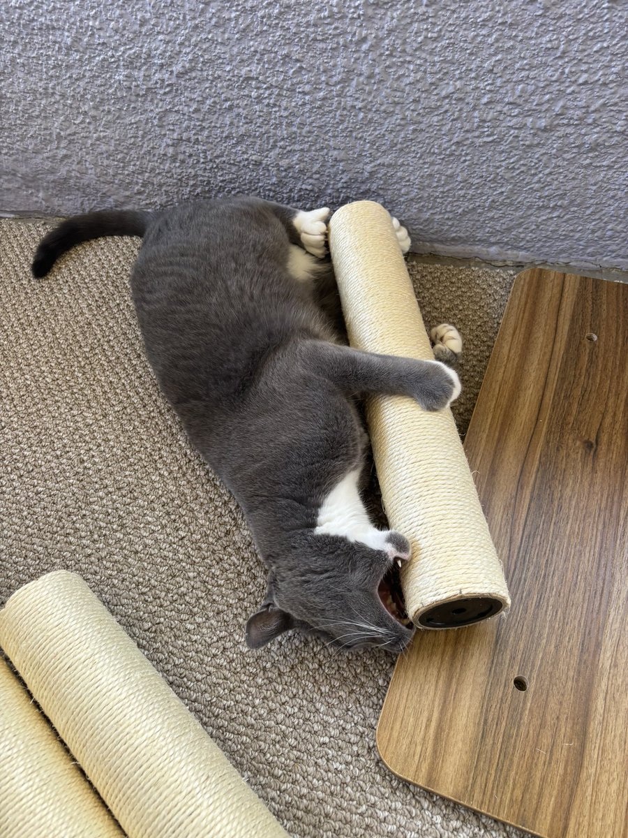 NotAChaunce's tweet image. Put up a new cat tree today for the porch. Henry helped a lot.😸#Caturday