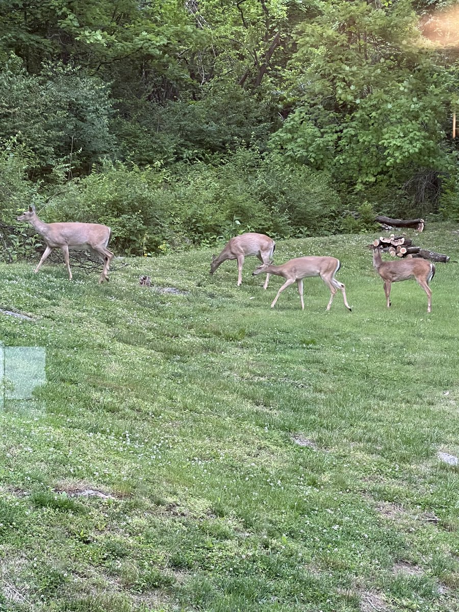 NASHVILLEM0M's tweet photo. #tspotter @NashSevereWx Oak Hill winning the water lottery. The deer that were nesting packed up and left. https://t.co/OiMDFCdFVq