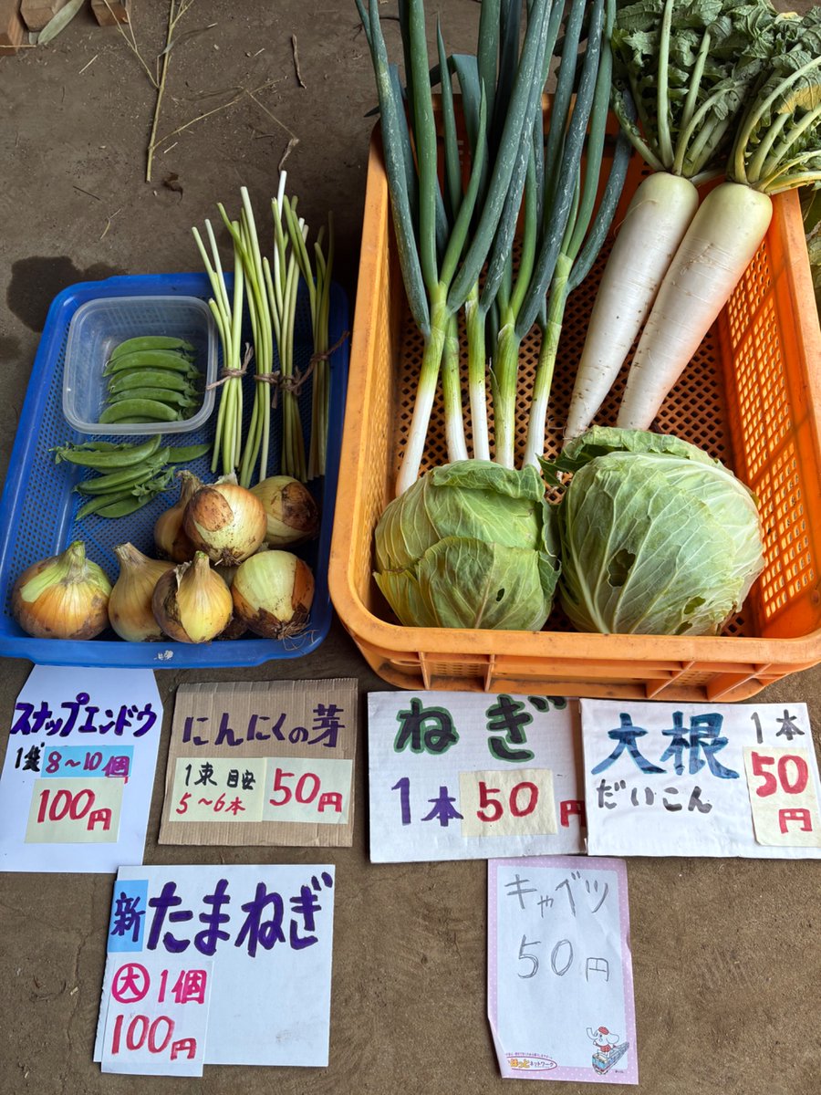 JE1NAM's tweet photo. 無人販売🈺営業中🈺
（自家栽培、完全無農薬）

🧅新玉ねぎ
🥬キャベツ
🥬ダイコン
🥬ネギ
🫛スナップエンドウ
🌱ニンニクの芽

八王子市南大沢近くの方、いかがですか？

詳しくはジモティで☟
https://t.co/4Q2aZRD8tD https://t.co/fYB3N291uF