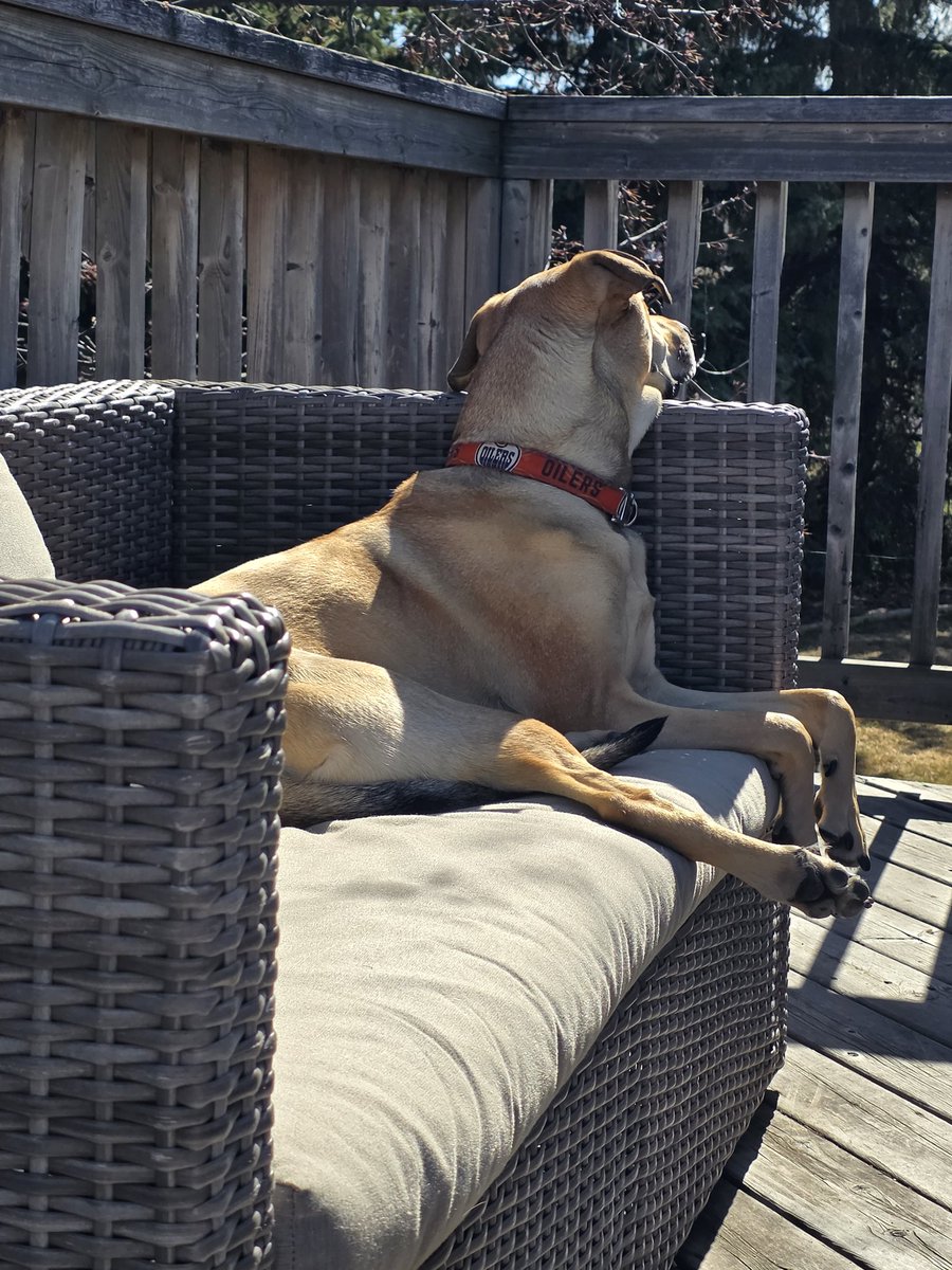 KGYEG's tweet image. #dogdayafternoon 
#dogsoftwitter