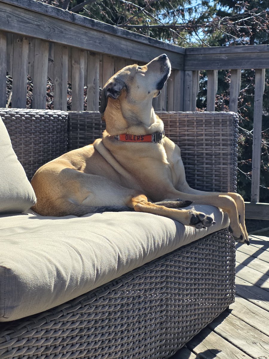 KGYEG's tweet image. #dogdayafternoon 
#dogsoftwitter