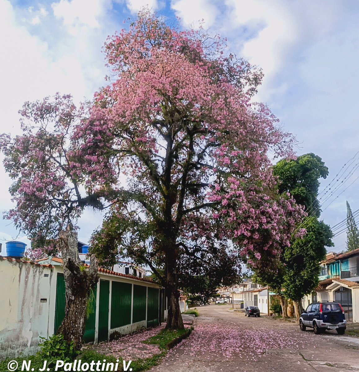 NJPallottiniV's tweet photo. Rosado.

San Cristóbal - Venezuela.

#apamates #photography #foto #postales #traveling #sancristobal #tachira #venezuela #capture #picture #natture https://t.co/KTSUh9Q9lR