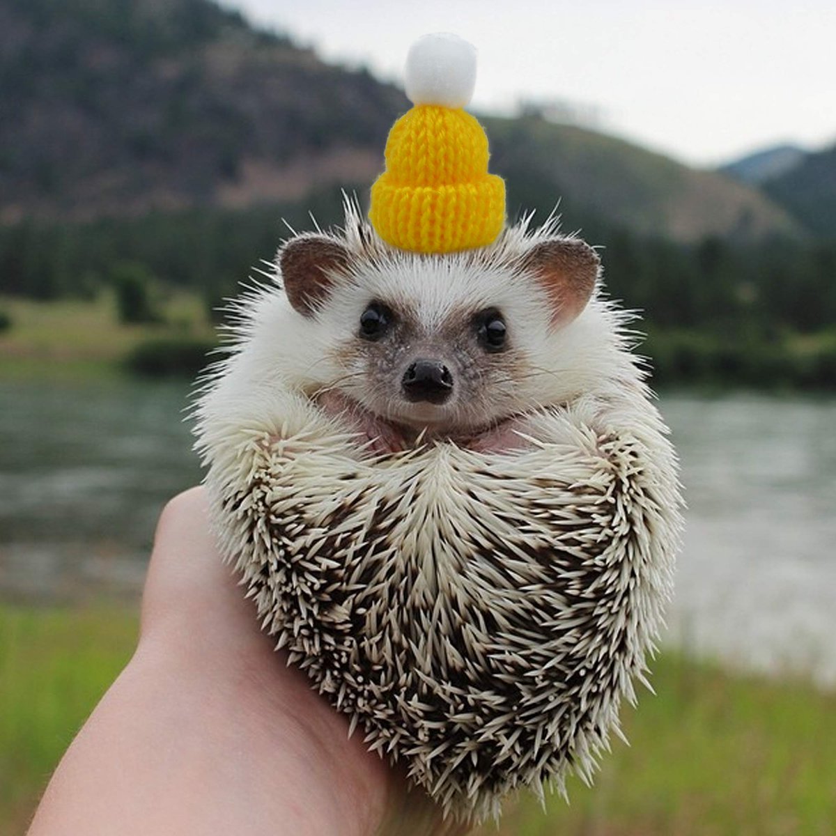 hedgehog tweet media