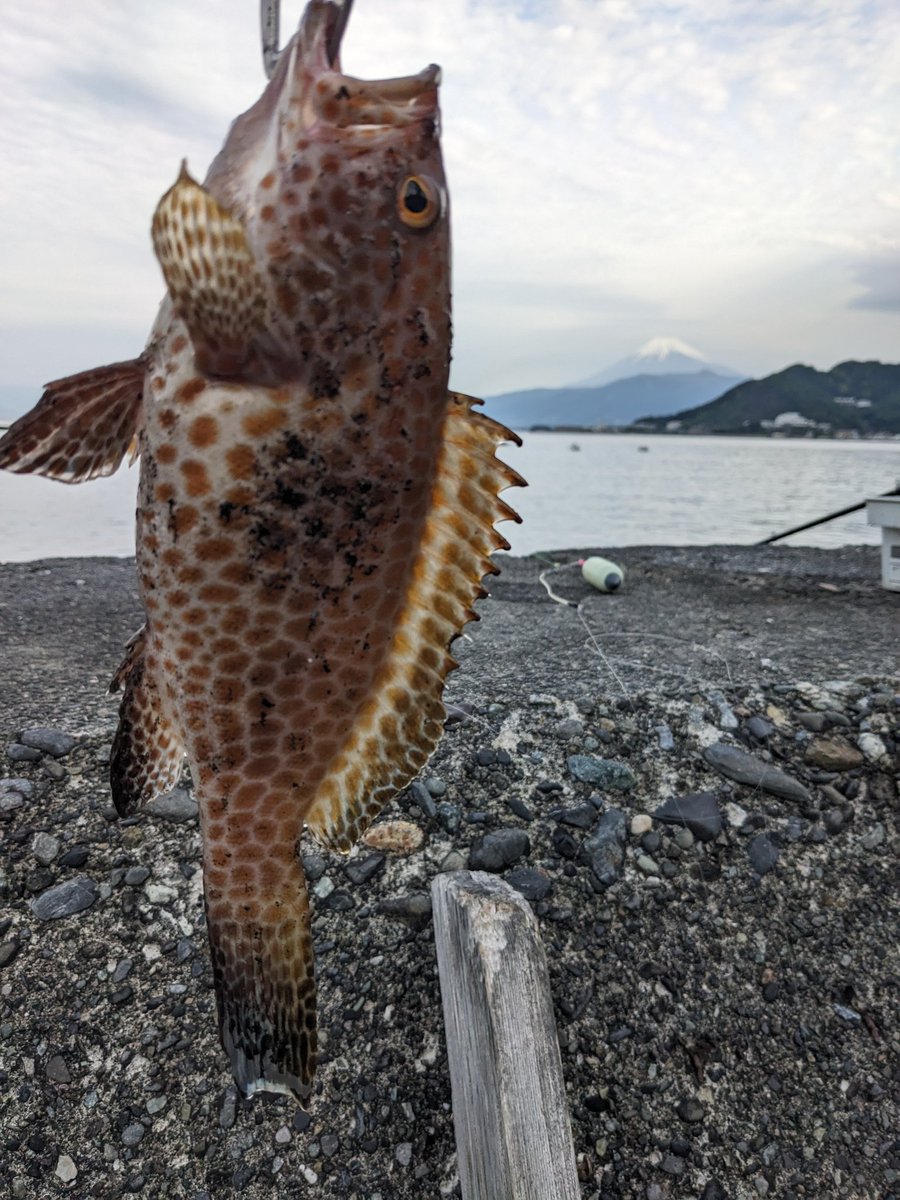 たじしゃん tweet media