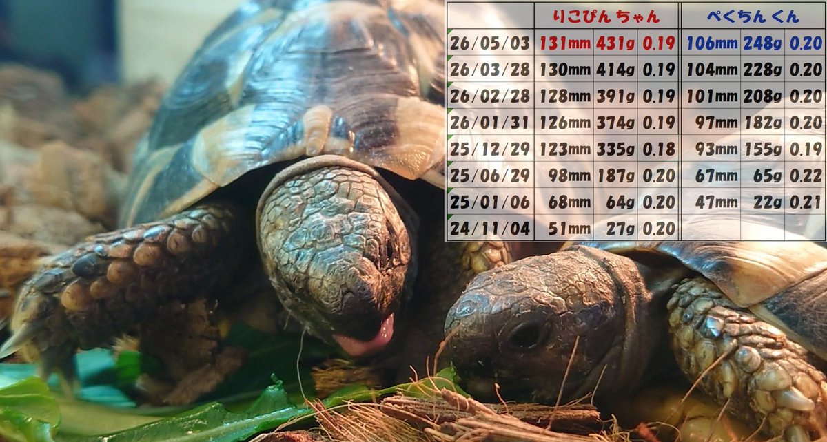 ケヅメリクガメが好きなんです🐢
もちろんリコペクは愛してます💕

娘ちゃんとケヅメトークしてたら
『パパの目が輝いてるよ！どんだけケヅメ好きなの』って言われました🤭