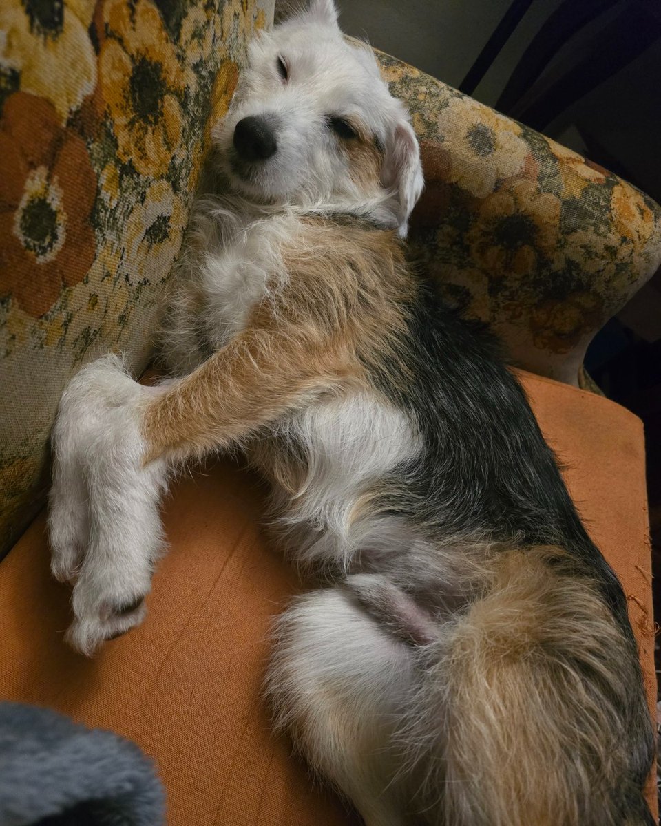 ASPCA tweet media