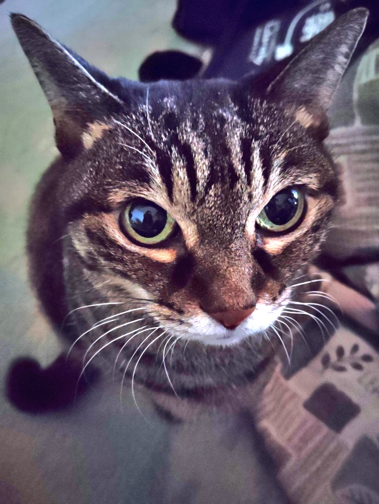 キャット tweet media