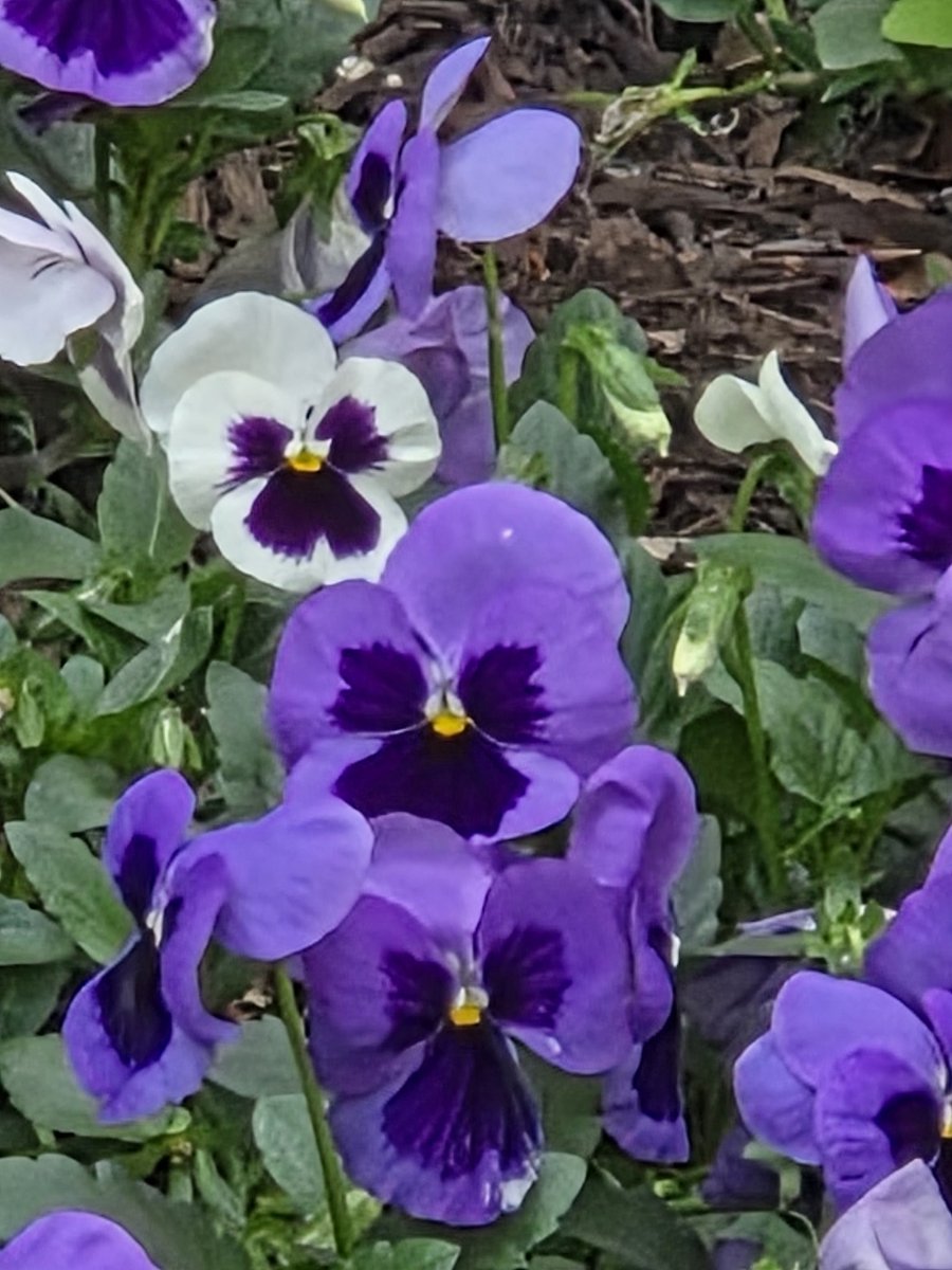 Mike Sarzo (he, him, his) 🏳️🌈 tweet media