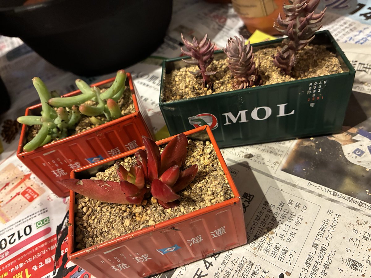 krkrhamu2525's tweet photo. セリアのブリキ缶に。
#多肉植物 https://t.co/UOXR5Tj7Yv