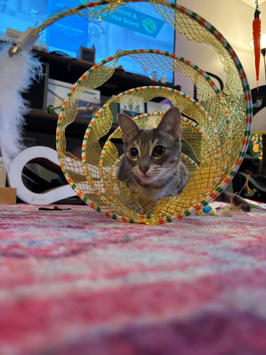 Pickles_nOlive's tweet image. Love how absolutely and completely covered I am in my new tunnel, my prey (Pickles) will never see me coming 😼😝🤣🥒🫒💚

#caturday #caturdaycuties #caturdaycrazy
